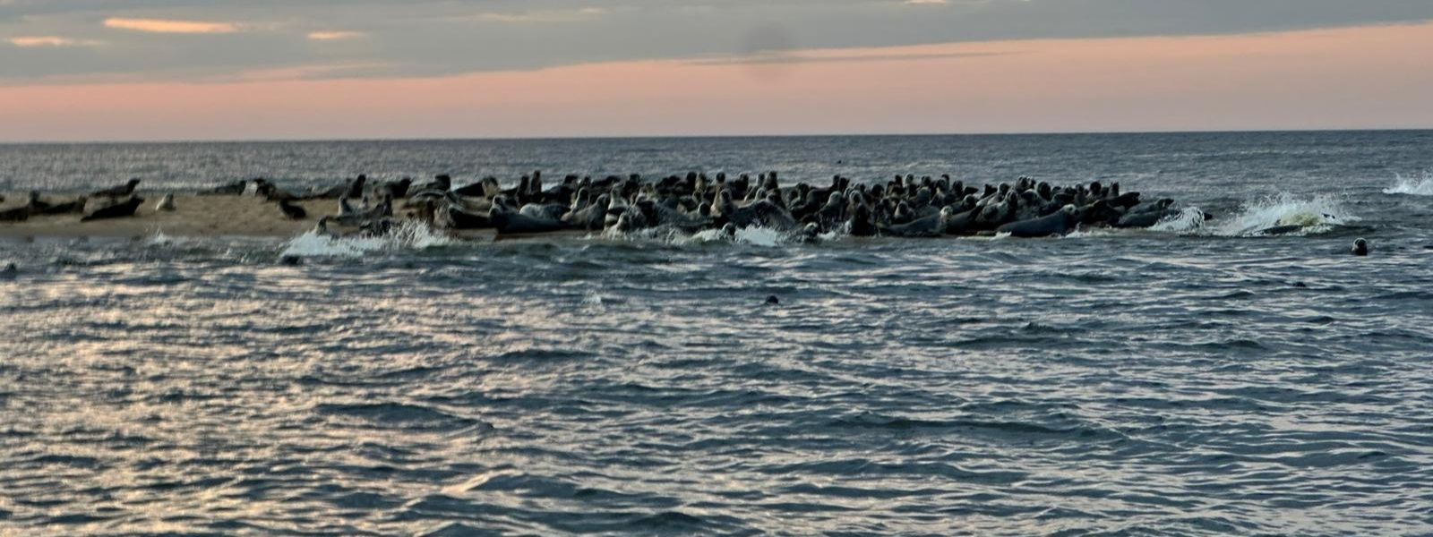 Wypłyń po Przygodę - foki w Świbnie