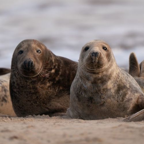 Wypłyń po Przygodę - Foka Szara
